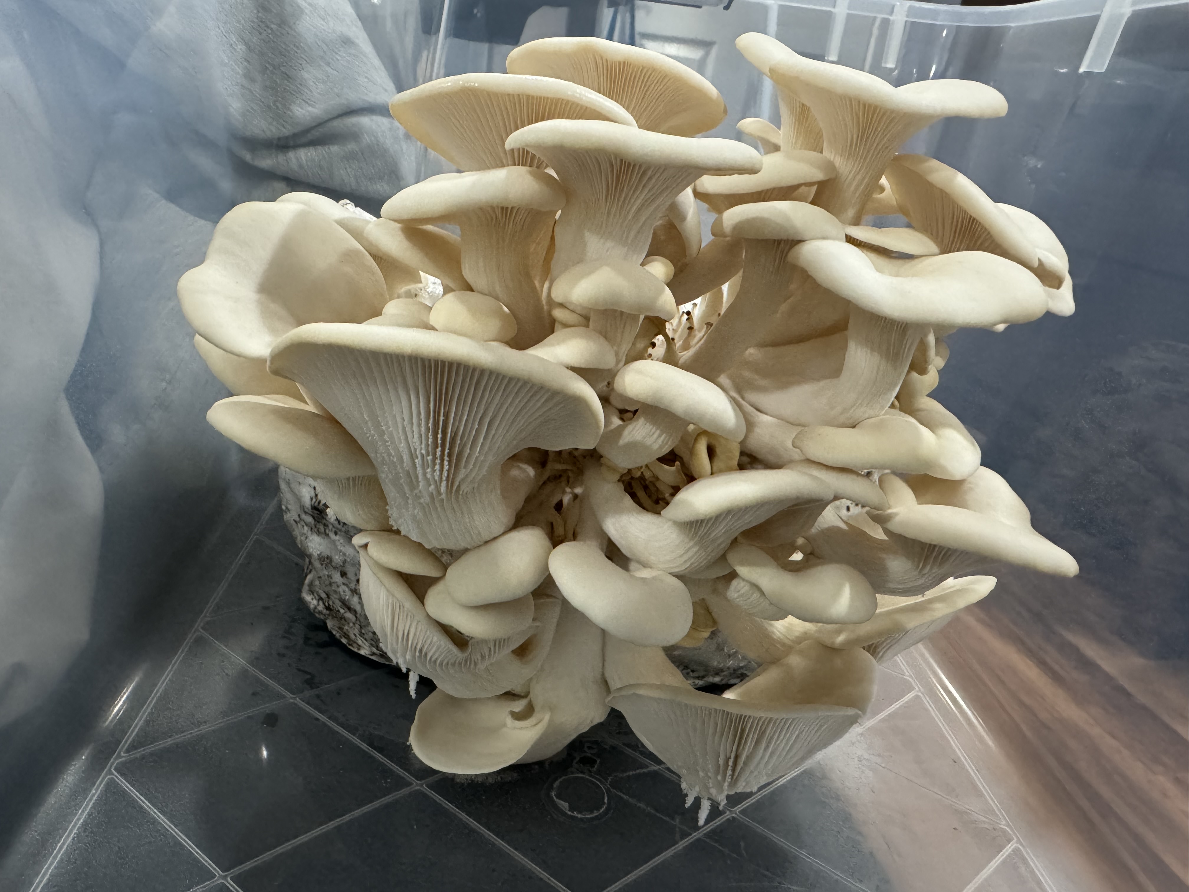 Pearl oyster mushrooms