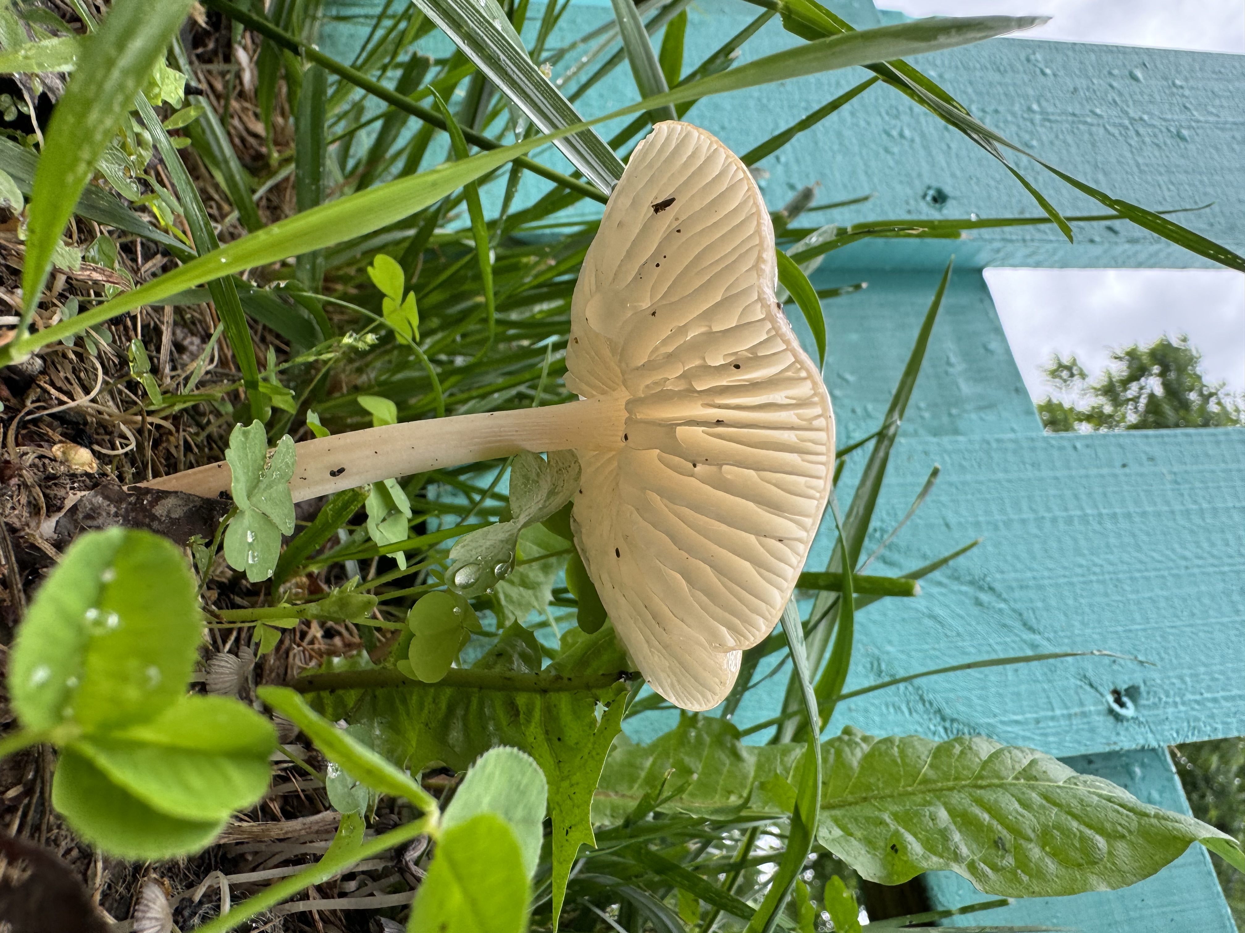 Unknown mushroom species